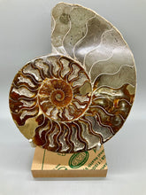 Load image into Gallery viewer, Ammonite Fossil