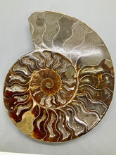 Load image into Gallery viewer, Ammonite Fossil