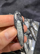 Load image into Gallery viewer, Orthoceras Fossil Pendant
