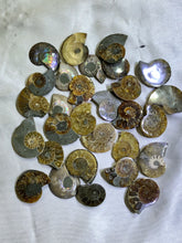 Load image into Gallery viewer, Ammonite Fossil