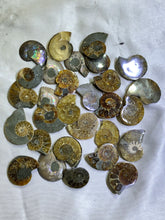 Load image into Gallery viewer, Ammonite Fossil