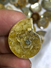 Load image into Gallery viewer, Ammonite Fossil