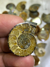 Load image into Gallery viewer, Ammonite Fossil