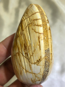 Venus Fossil Shell