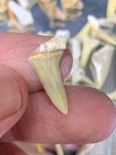 Load image into Gallery viewer, Fossil Shark Tooth - 10 Pieces