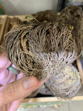 Load image into Gallery viewer, Rose of Jericho