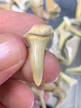Load image into Gallery viewer, Fossil Shark Tooth - 10 Pieces