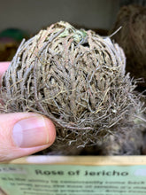 Load image into Gallery viewer, Rose of Jericho