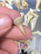 Load image into Gallery viewer, Fossil Shark Tooth - 10 Pieces
