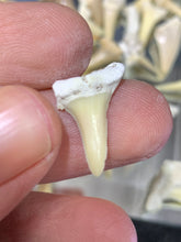 Load image into Gallery viewer, Fossil Shark Tooth - 10 Pieces