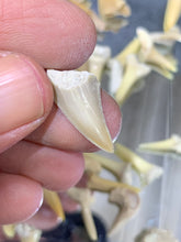 Load image into Gallery viewer, Fossil Shark Tooth - 10 Pieces
