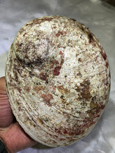 Load image into Gallery viewer, Abalone Shell
