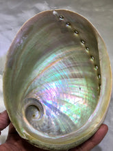 Load image into Gallery viewer, Abalone Shell