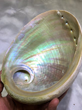 Load image into Gallery viewer, Abalone Shell