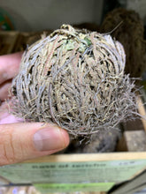 Load image into Gallery viewer, Rose of Jericho