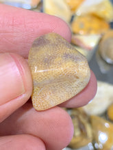 Load image into Gallery viewer, Fossil Coral Tumbled - 2 Stones