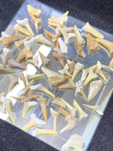 Load image into Gallery viewer, Fossil Shark Tooth - 10 Pieces