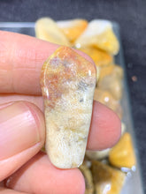 Load image into Gallery viewer, Fossil Coral Tumbled - 2 Stones