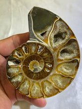 Load image into Gallery viewer, Ammonite Fossil Polished