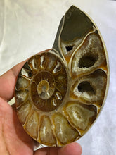 Load image into Gallery viewer, Ammonite Fossil Polished