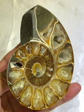 Load image into Gallery viewer, Ammonite Fossil Polished