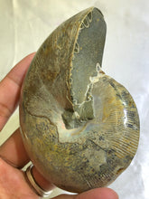 Load image into Gallery viewer, Ammonite Fossil Polished