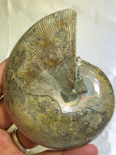 Load image into Gallery viewer, Ammonite Fossil Polished