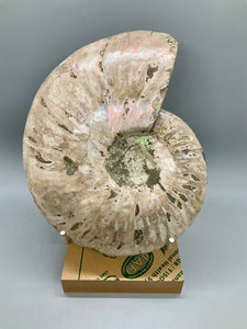 Ammonite Fossil