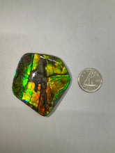 Load image into Gallery viewer, Ammolite
