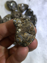 Load image into Gallery viewer, Turritella Agate
