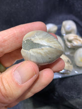 Load image into Gallery viewer, Venus Fossil Shell
