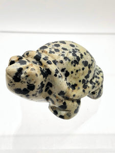 Dalmatian Jasper Turtle