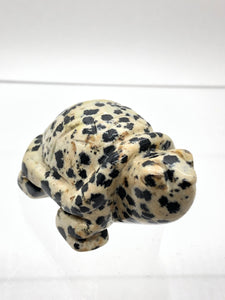 Dalmatian Jasper Turtle