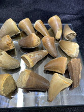 Load image into Gallery viewer, Mosasaurus Teeth Fossil
