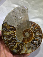 Load image into Gallery viewer, Ammonite Fossil
