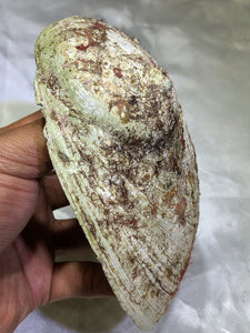 Abalone Shell