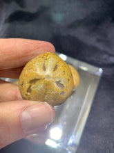 Load image into Gallery viewer, Sand Dollar Puff Fossil (Small)
