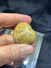 Load image into Gallery viewer, Sand Dollar Puff Fossil (Small)
