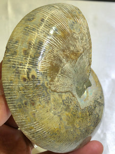 Ammonite Fossil Polished