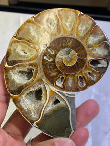 Ammonite Fossil Polished