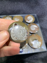 Load image into Gallery viewer, Ammonite Fossil Pendant
