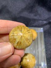 Load image into Gallery viewer, Sand Dollar Fossil - Small

